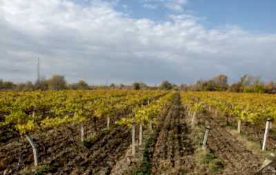 Şirince Üzüm Bağları