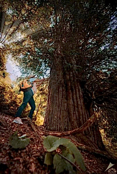 Zonguldak porsuk ağacı